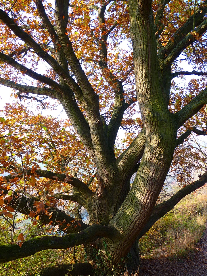 Leaves tribe colorful