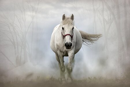 White horse animal