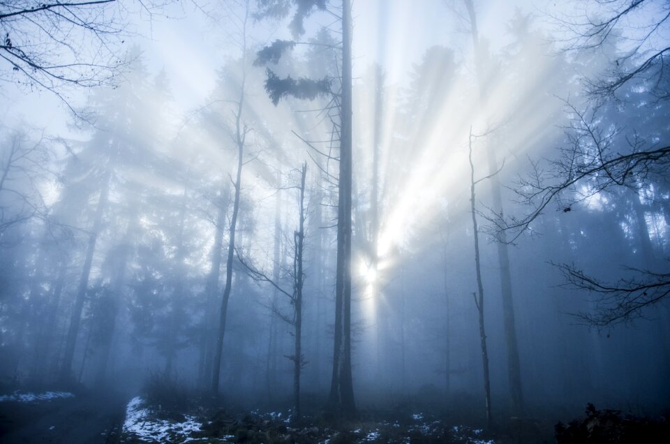 Winter forest sunbeam