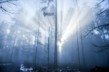 Winter forest sunbeam photo