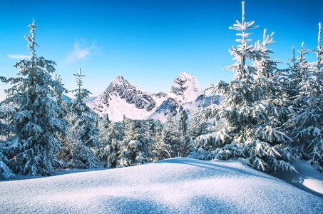 Winter snow trees photo