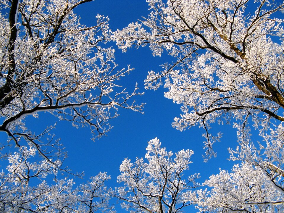 Winter trees