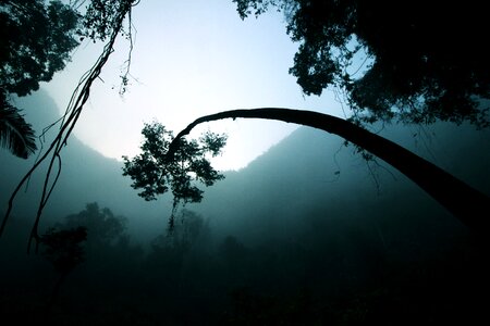 Tree fog vietnam photo