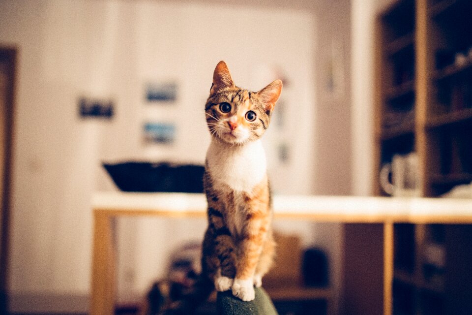Tortoiseshell cat