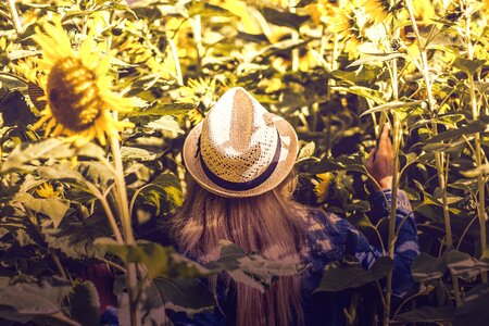 Woman sunflower field photo