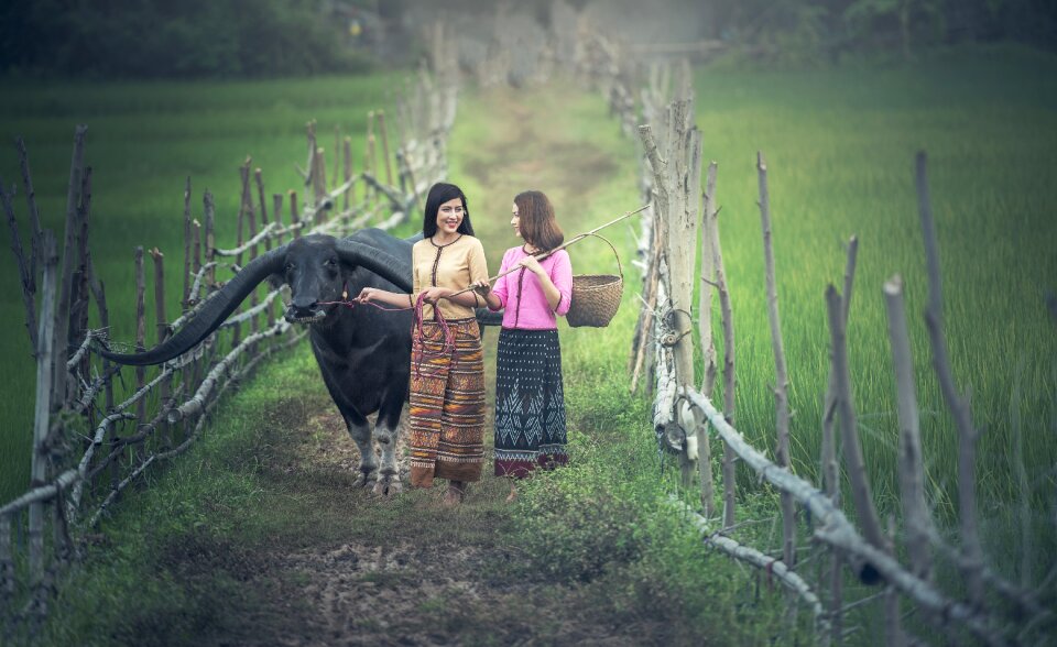 Women farmer water buffalo