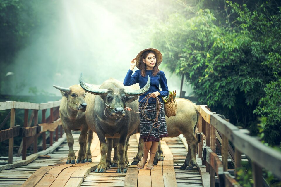 Woman girl water buffalo