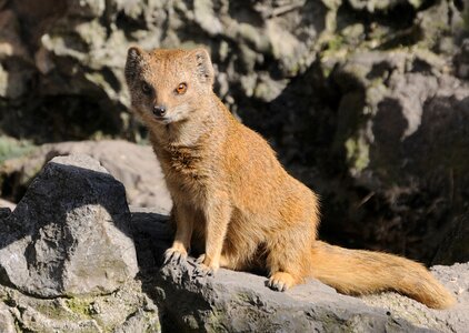 Yellow mongoose animal