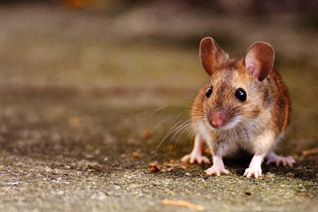 Wood mouse animal