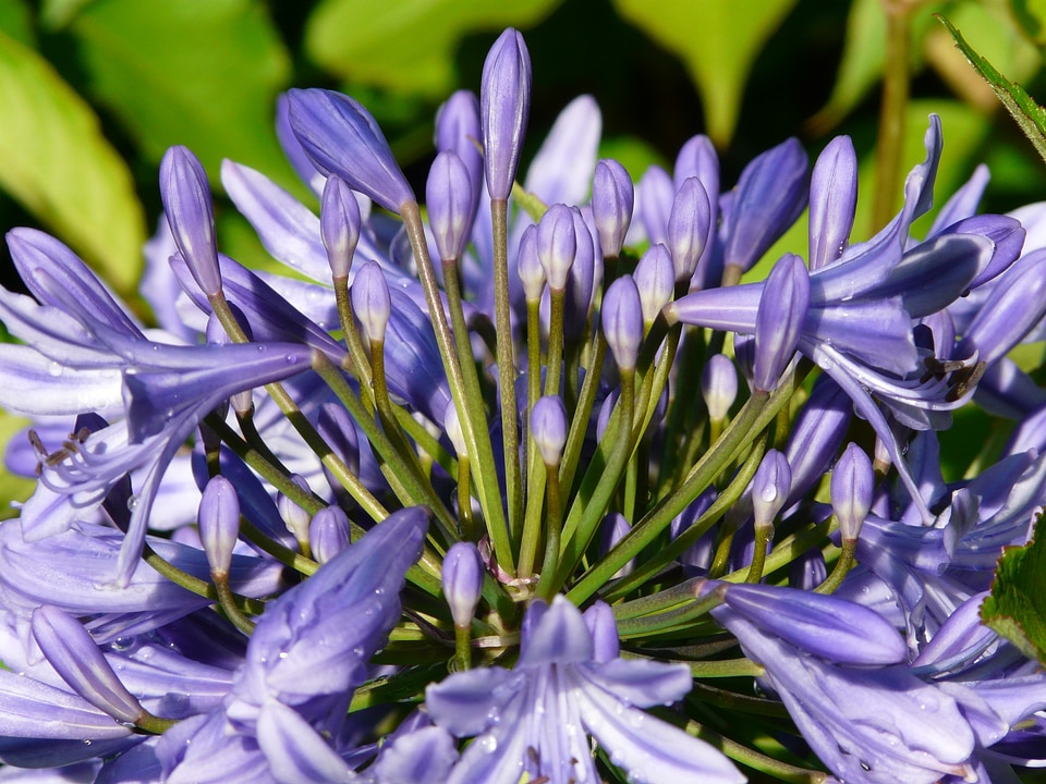 Violet agapanthus africanus inflorescence