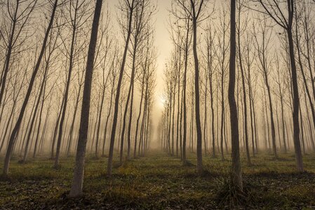 Wood trees fog photo