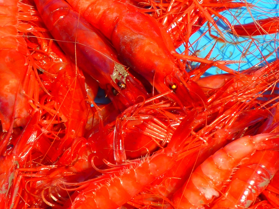 Crab meat food delicious