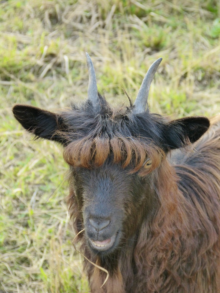 Eyes pasture animal