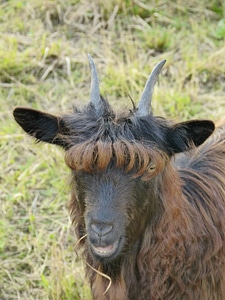 Eyes pasture animal