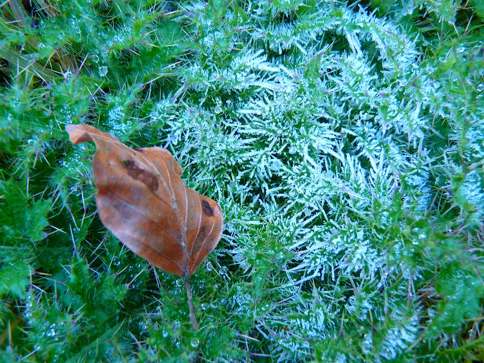 Frozen eiskristalle crystals