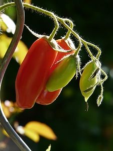 Red ripe immature photo