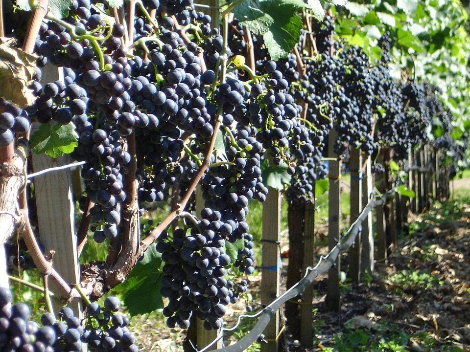 Plant wine cultivation