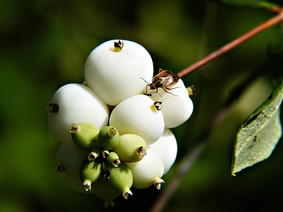 Cap bomb meadow plant