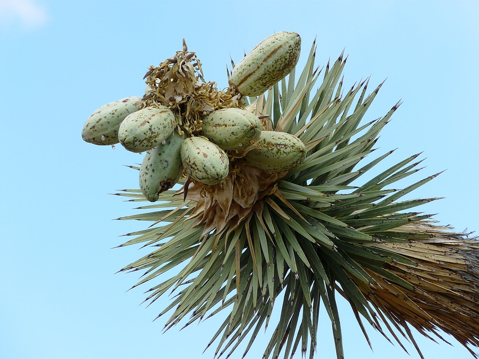 Agavengewächs mojave desert joshua tree national park