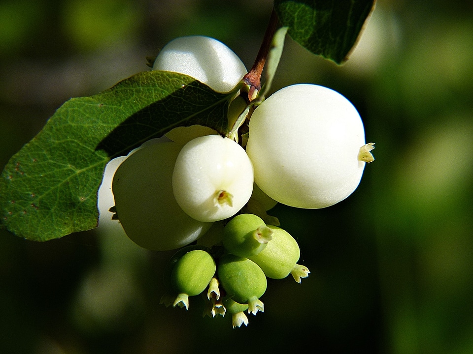Cap bomb plant forest