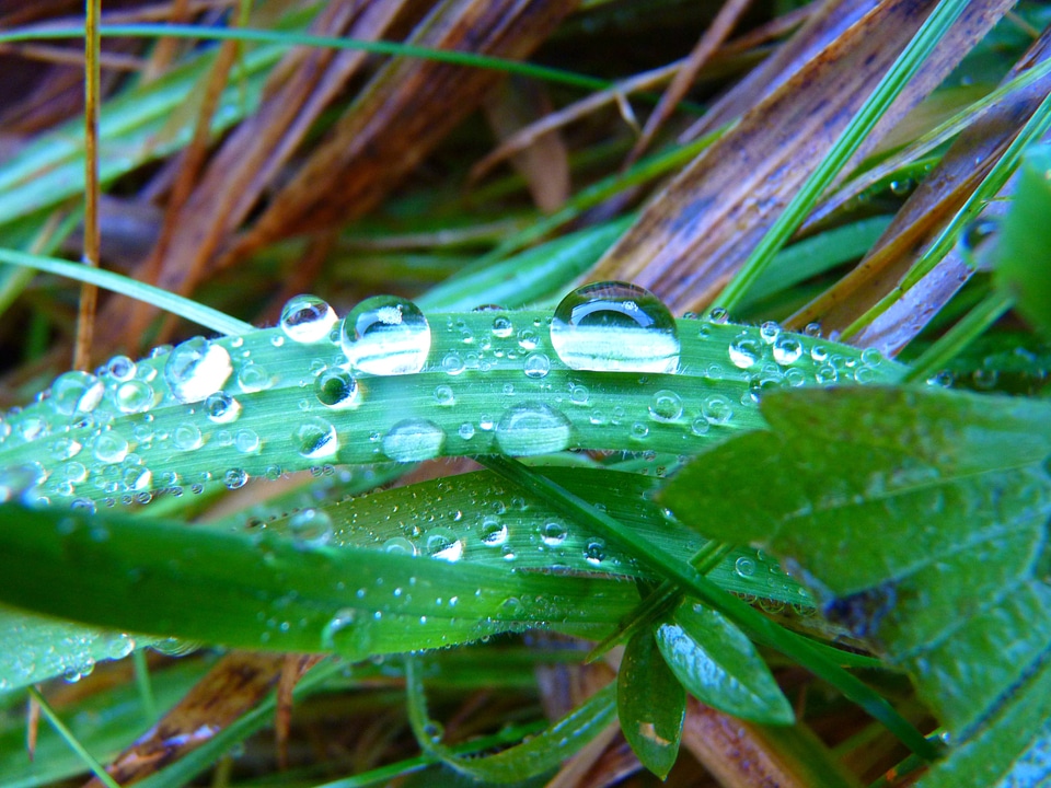 Grass meadow wet