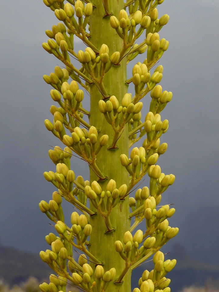 Plant flower blossom