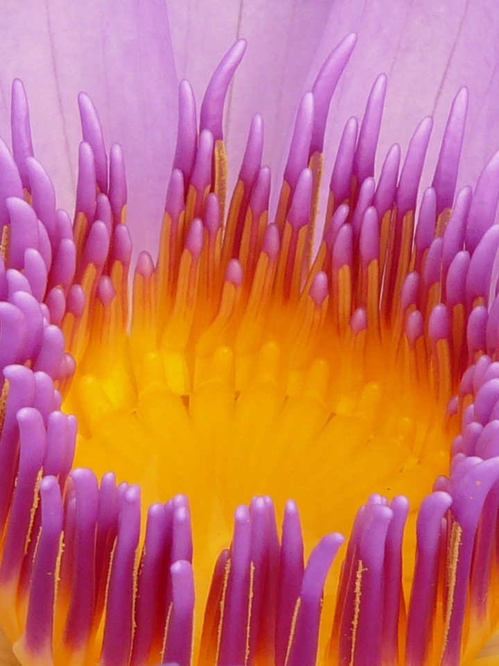 Bloom purple flower