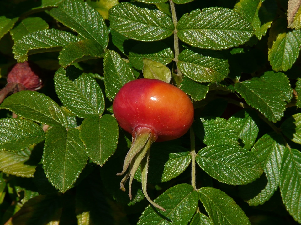 Wild rose apple rose japan rose