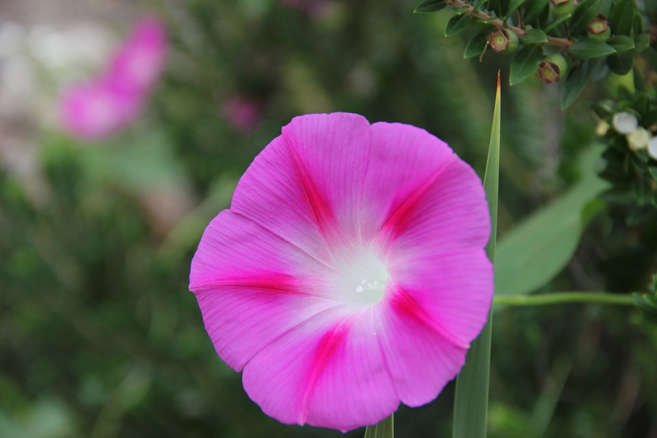 Bloom nature violet photo