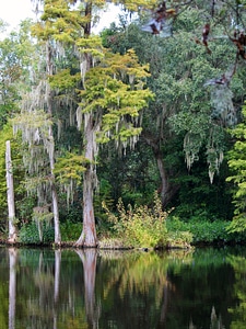 Epiphyte pond usneoides