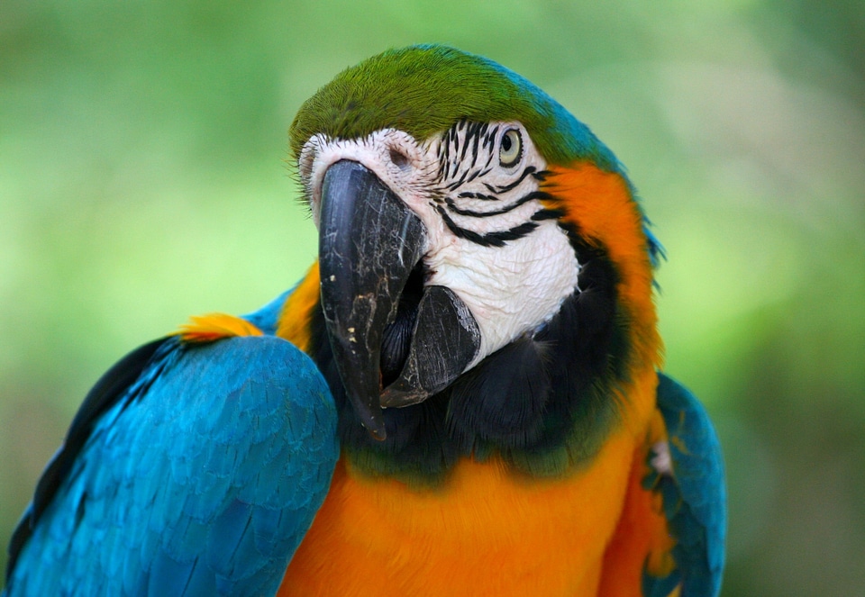 Beak colorful feather photo