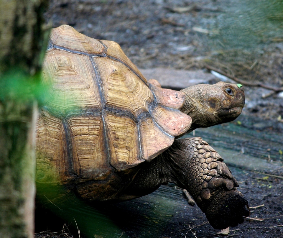 Shell reptile wildlife