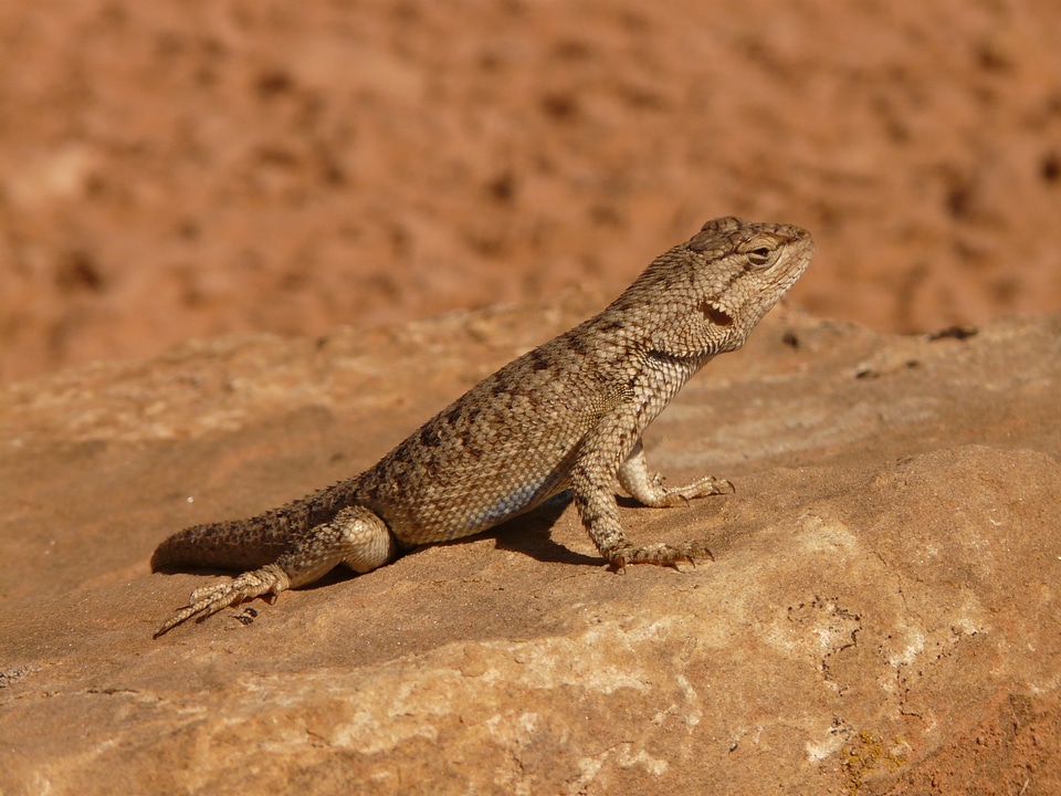 Animal reptile desert