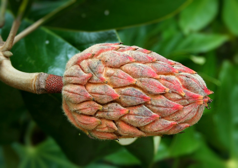 Cone shape reproduction