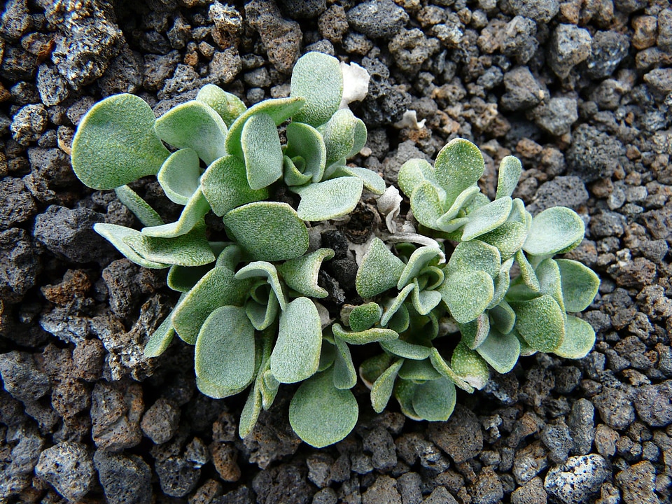 Plant wüstenplfanze desert greenhouse