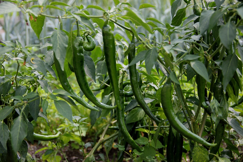 Sharp green vegetables