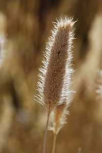 Grain field ear