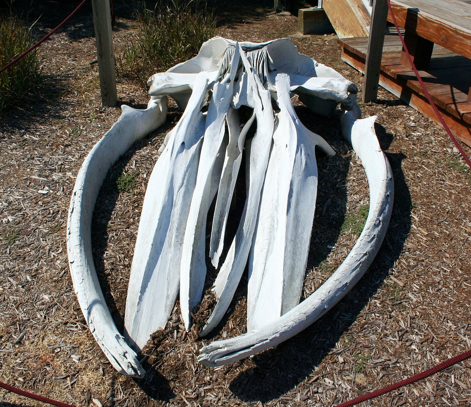 Bones skeleton mammal