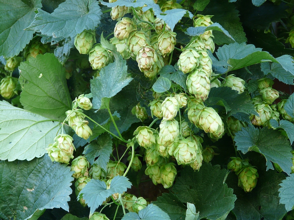 Hops fruits umbel genuine hops