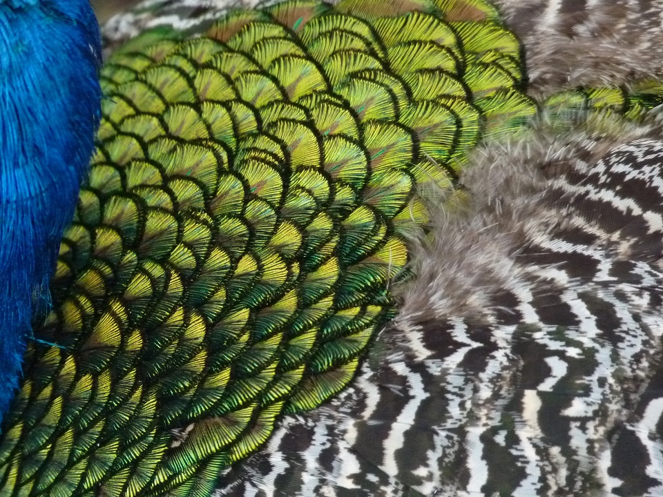 Feather bird animal