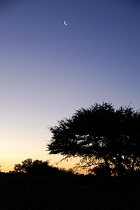 Tree sky africa