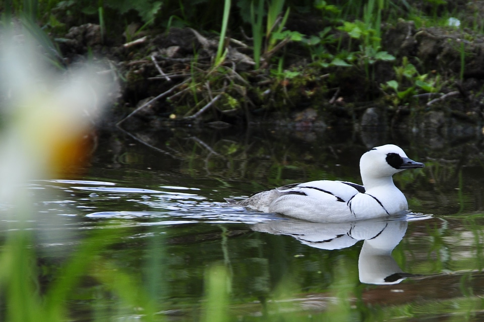 Water bird animal animal world