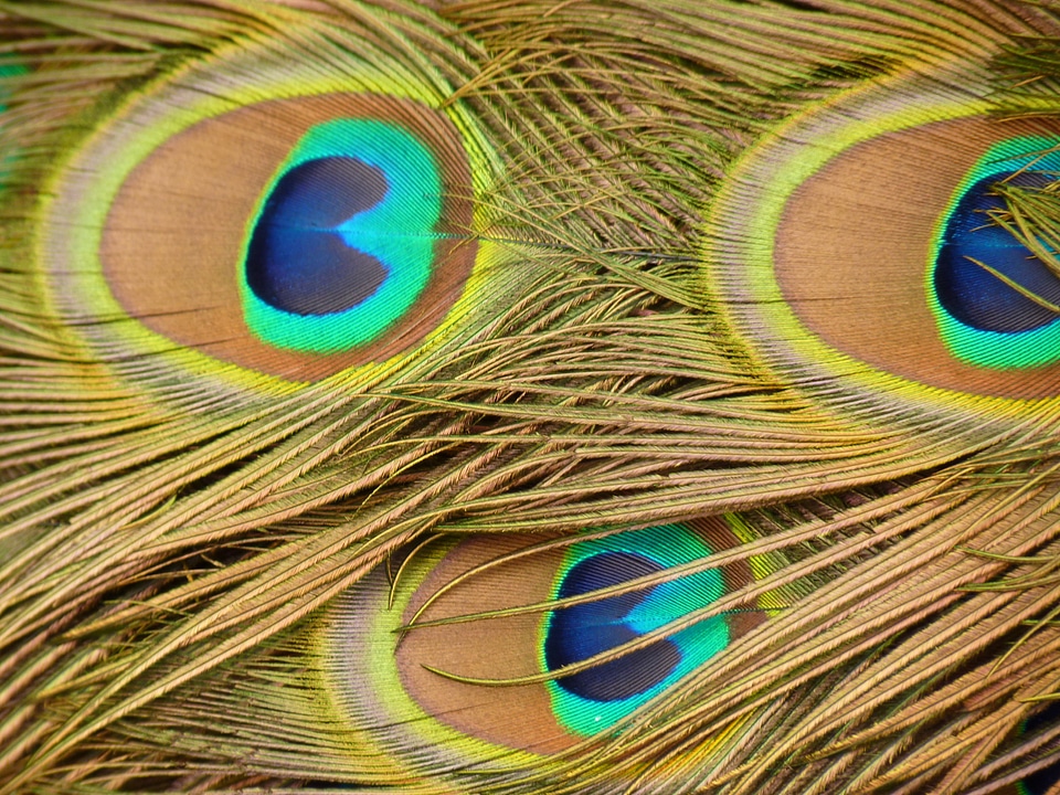 Feather bird animal