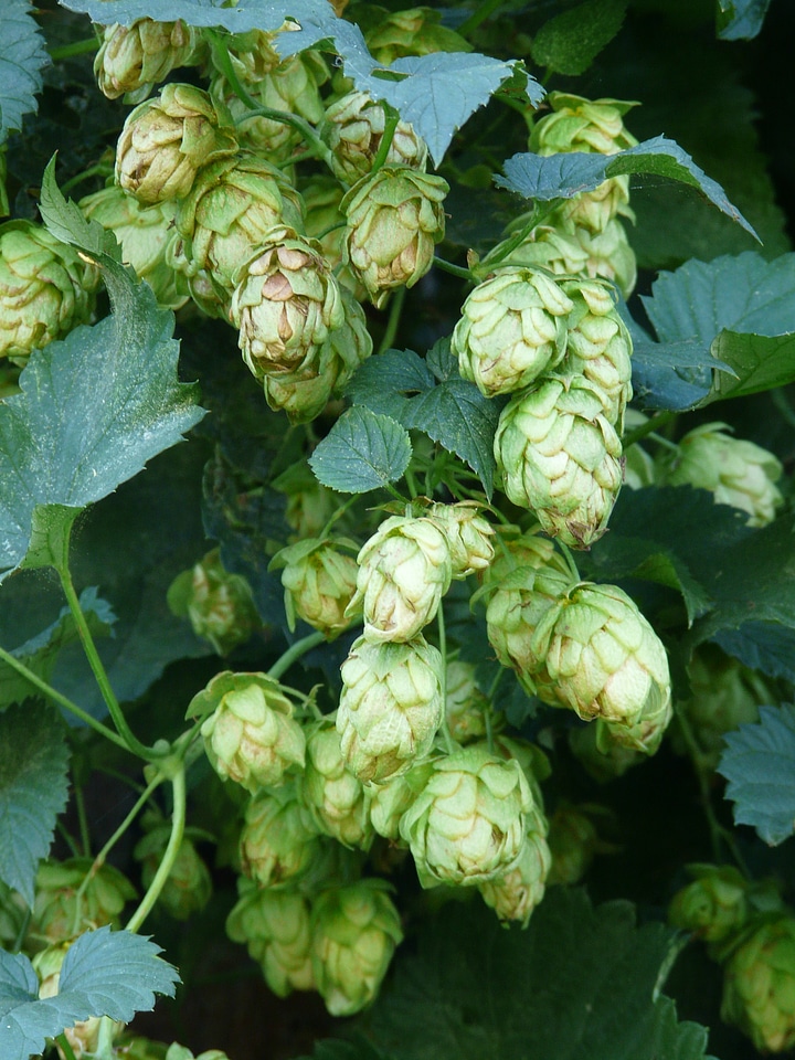 Hops fruits umbel genuine hops