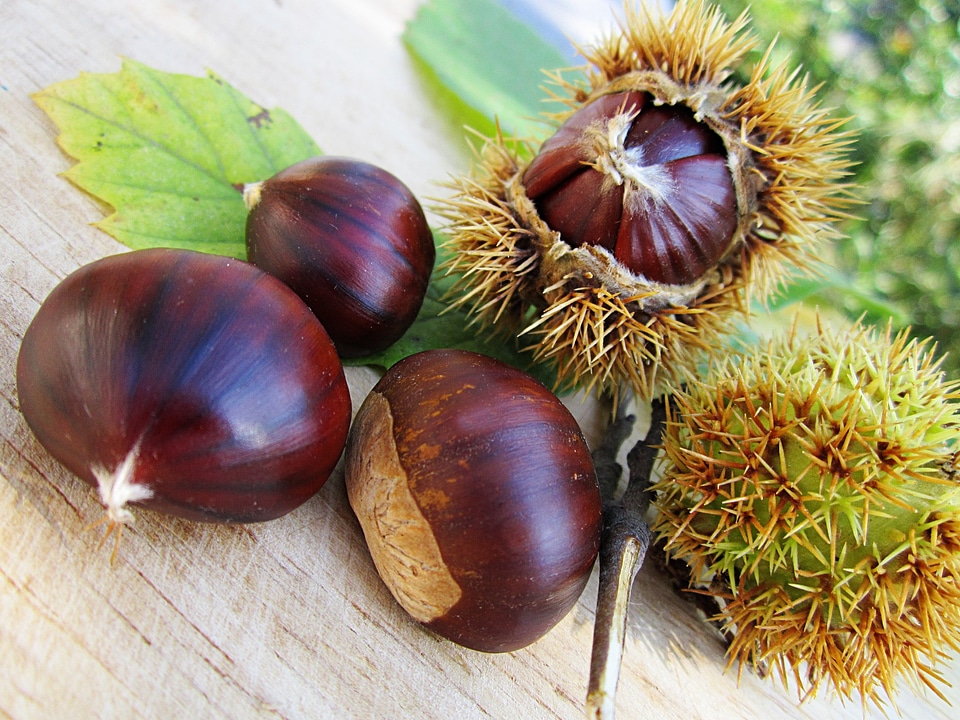 Natural seed shell
