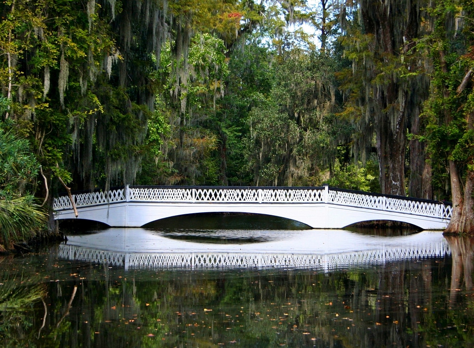 Pond footbridge marsh