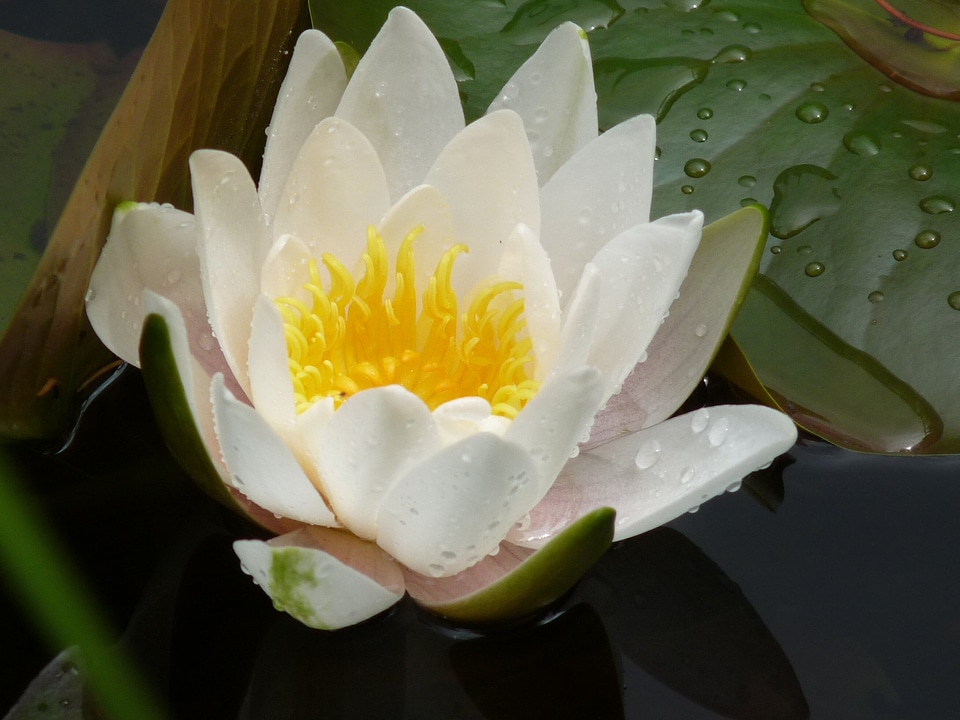 White water flora