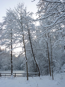Winter trees lake