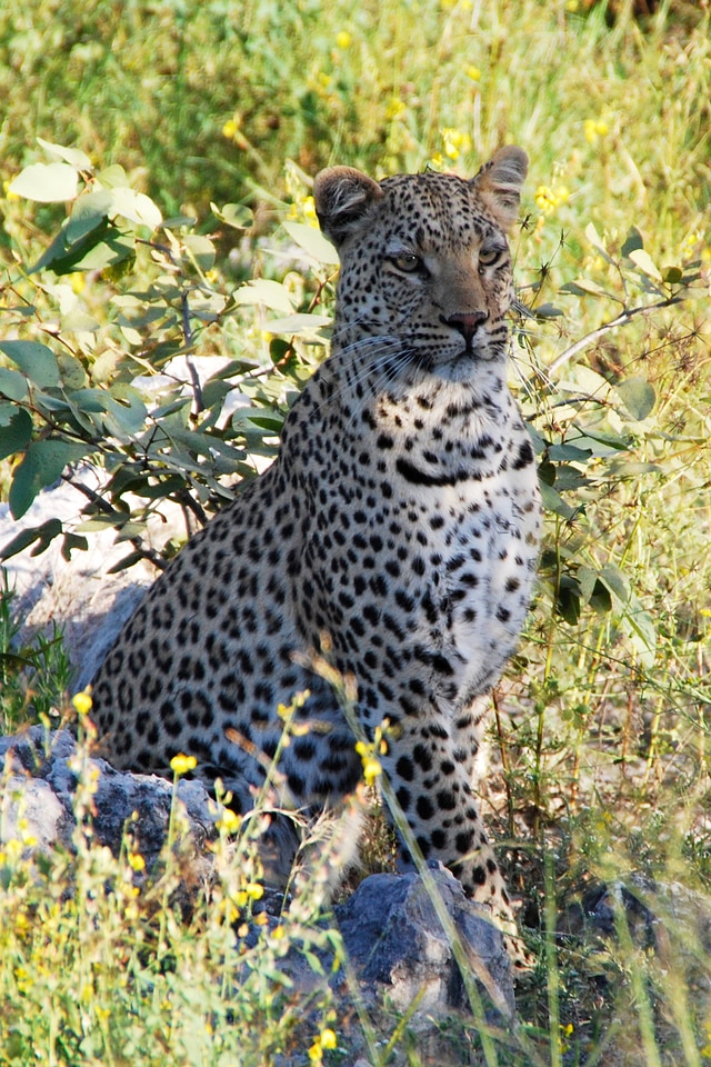 Africa namibia etosha