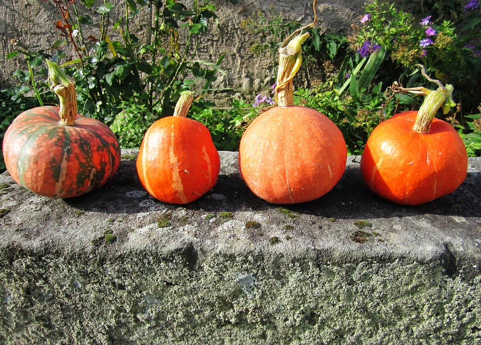 Orange halloween holiday